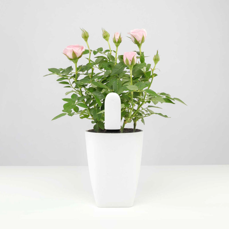 Flower Care Smart Monitor - Soil & Light Sensor with App Connectivity for Optimal Plant Care